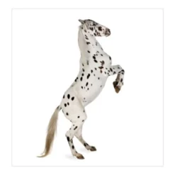 Bilderwelten Fototapete Appaloosa