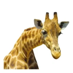 Bilderwelten Wandtattoo Neugierige Giraffe